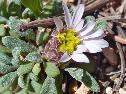 Short-stemmed flowerhead