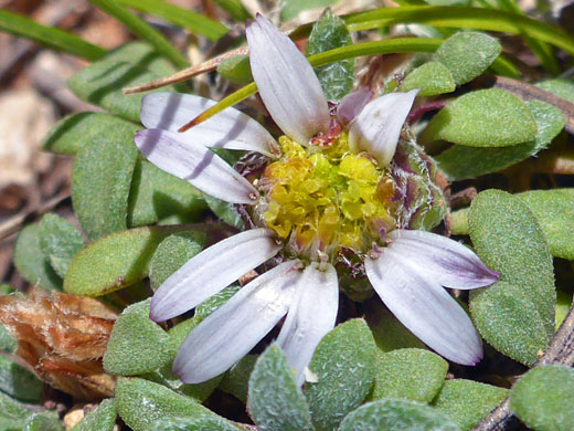 Dwarf Townsend Daisy; Townsendia minima, Ramparts Trail, Cedar Breaks National Monument, Utah