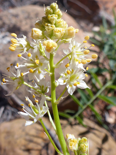 Foothill Death Camas ; Paniculate inflorescence; toxicoscordion paniculatum, Kolob Arch Trail, Zion National Park, Utah