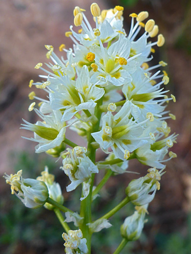 Foothill Death Camas 