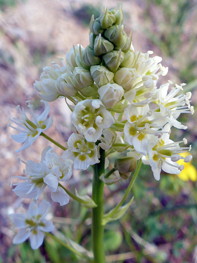 Meadow Death Camas; Toxicoscordion venenosum var venenosum, Alabama Hills, California