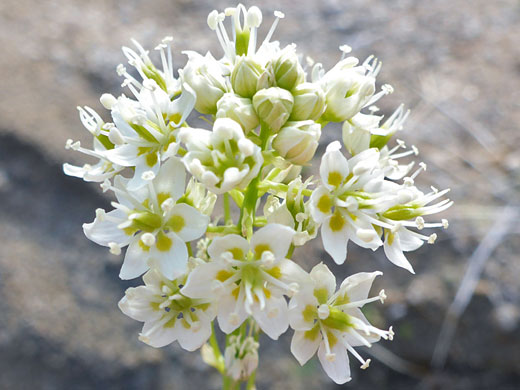 Meadow Death Camas