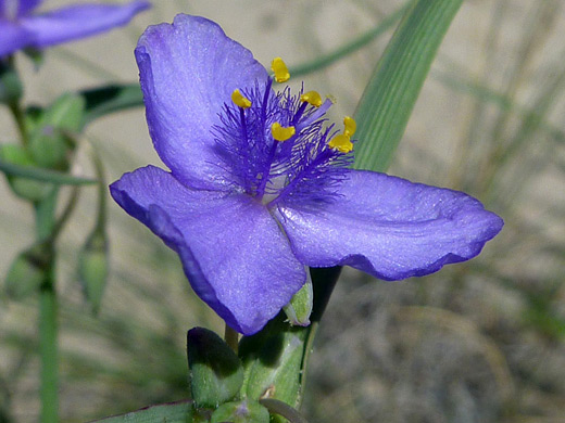 Western Spiderwort; Blue-purple flower of spiderwort (tradescantia occidentalis) - Penistaja Mesa, New Mexico