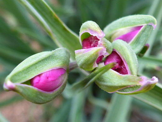 Buds