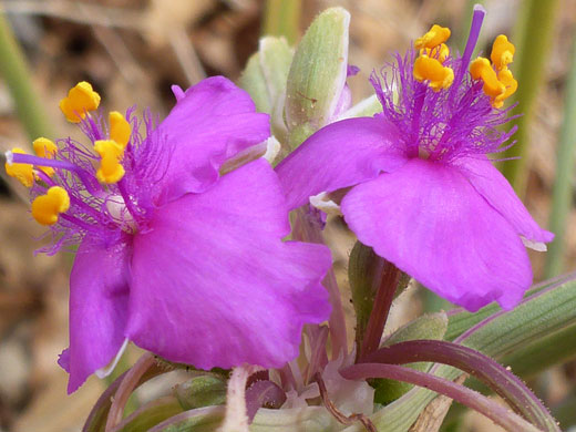 Two pink flowers