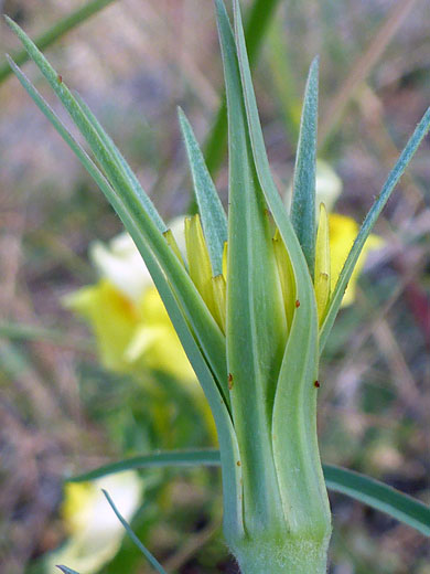 Yellow Salsify