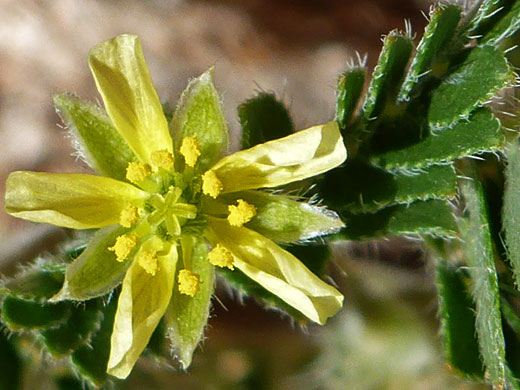 Puncture Vine; Puncture vine (tribulus terrestris), Arch Canyon, Cedar Mesa, Utah