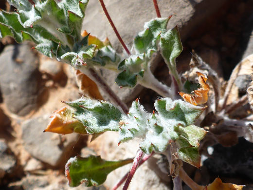 Hairy leaves