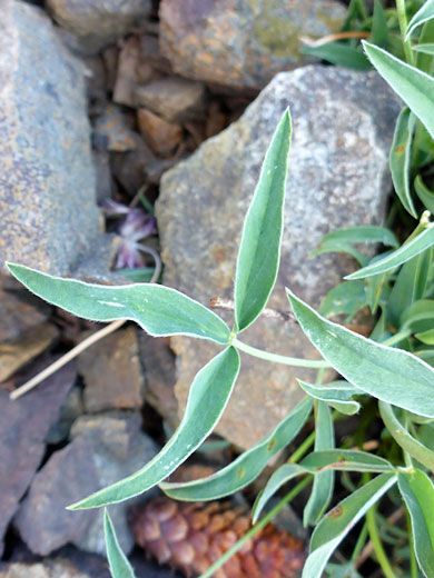 Green leaflets