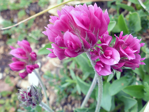 Alpine Clover; Alpine clover (trifolium dasyphyllum), Manns Peak Trail, La Sal Mountains, Utah