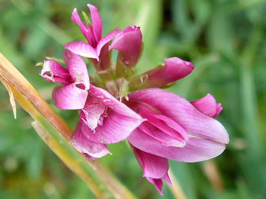 Pink flowers