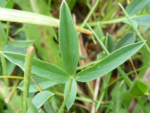 Trifoliate leaf