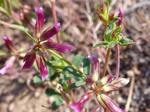 Pinpoint Clover; Purple-pink flowers with narrow calyx lobes; trifolium gracilentum, Antelope Valley Poppy Reserve, California