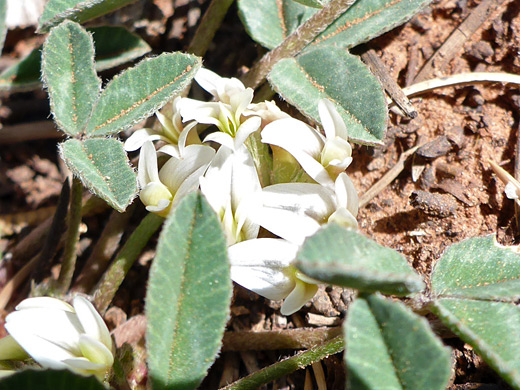 Hollyleaf Clover; White flowers and green leaves; trifolium gymnocarpon, Kolob Arch Trail, Zion National Park, Utah