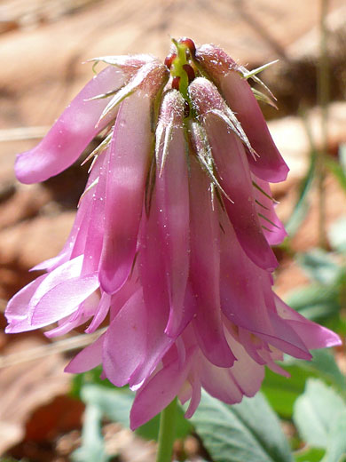 Pendent flowers