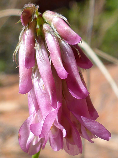 King's Clover