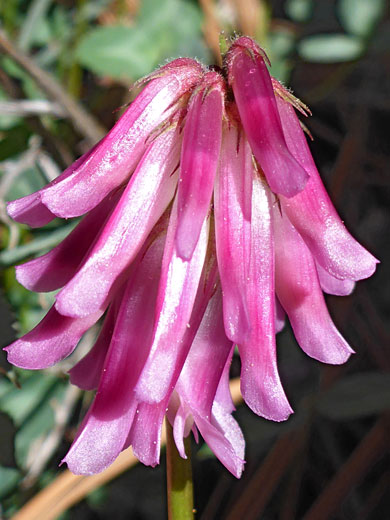 Elongated flowers