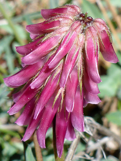 Calyces and corollas
