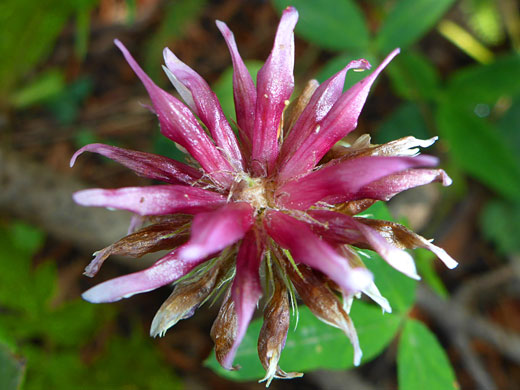 Long-Stalked Clover; Long-stalked clover (trifolium longipes), Alpine Ponds Trail, Cedar Breaks National Monument, Utah