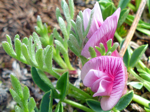 Dwarf Clover; Flowers and leaves - trifolium nanum along the Porphyry Basin Trail, San Juan Mountains, Colorado