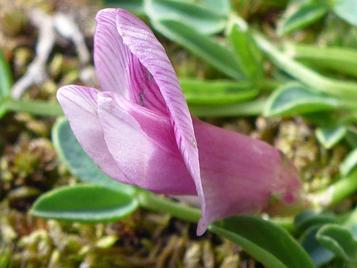 Dwarf Clover