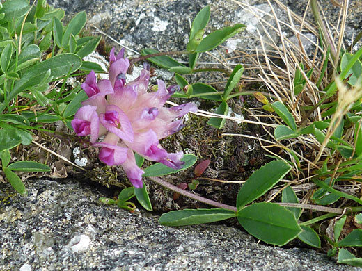 Parry's Clover