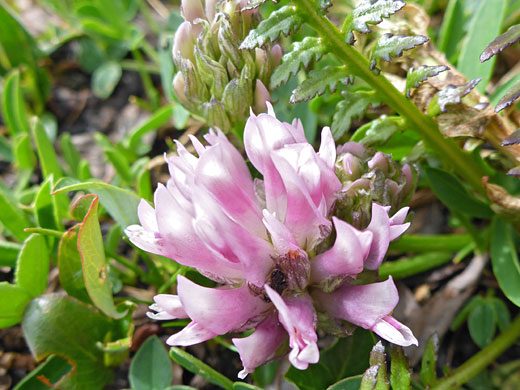 Pale pink flowers