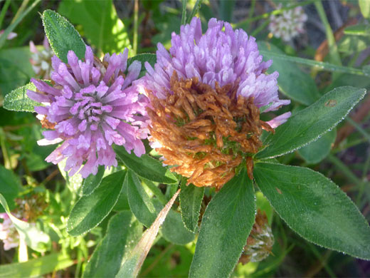 Flowers and leaves