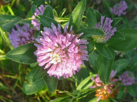 Red Clover