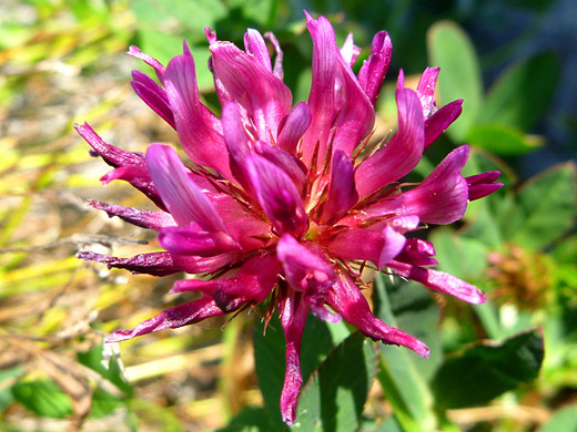 Cow Clover; Trifolium wormskioldii flowers, Trinidad State Beach, California