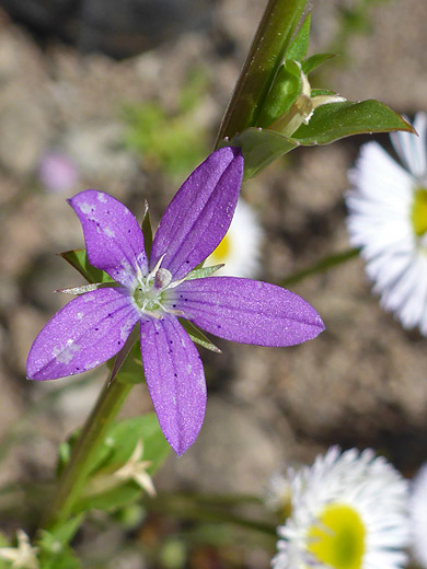 Holzinger's  Venus' Looking Glass; Purple, five-petaled flower of triodanis holzingeri - Mesquite Creek, Superstition Mountains, Arizona