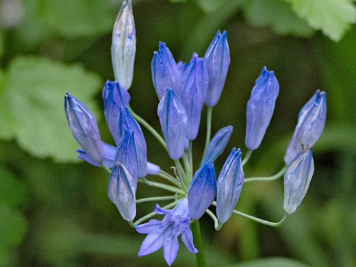 Largeflower Triteleia; Triteleia grandiflora (largeflower triteleia), Park City, Utah