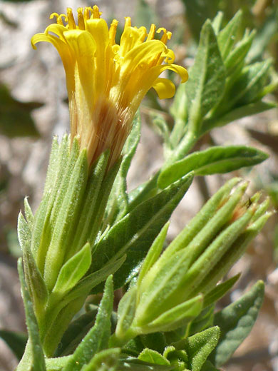 American Threefold; Trixis californica, Joshua Tree National Park, California