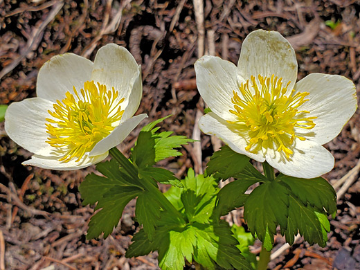 American Globeflower; American globeflower (trollius albiflorus), Columbine Lake Trail, San Juan Mountains, Colorado