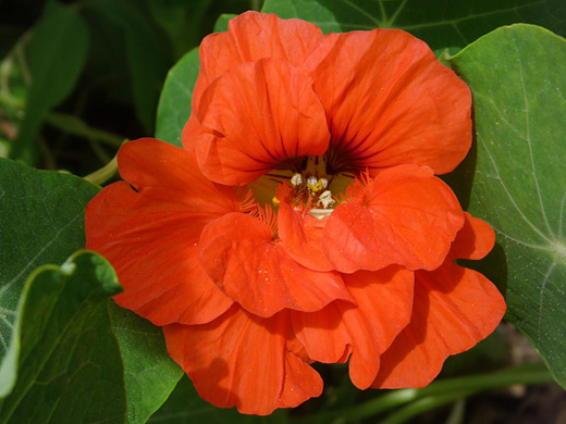 Garden Nasturtium; Tropaeolum majus (garden nasturtium) flower with five petals, at the campground in Montana de Oro State Park