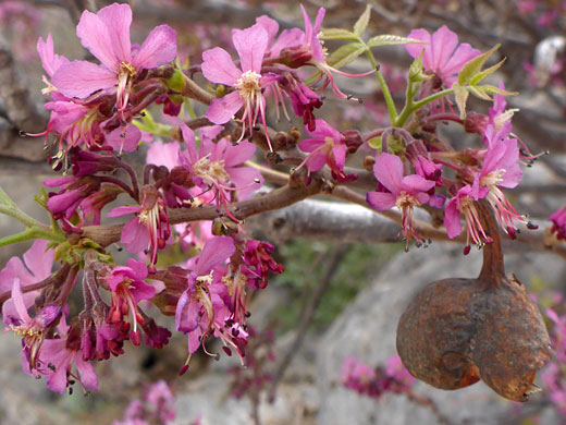 Inflorescence