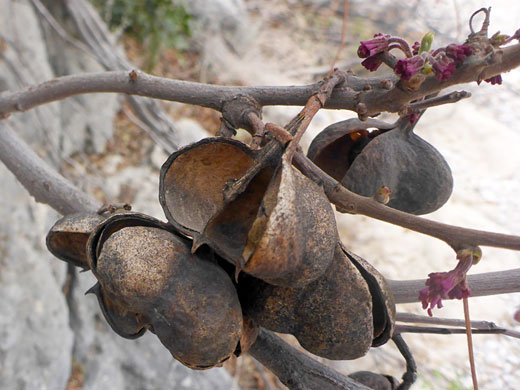 Mexican Buckeye