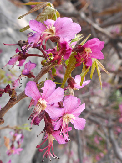 Leaves and flowers