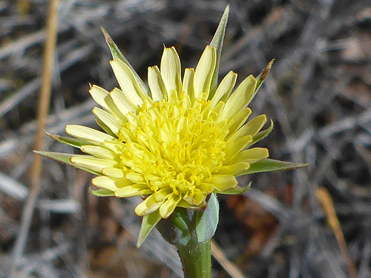 Silver Puffs; Ligulate flowerhead - uropappus lindleyi, Sabino Canyon, Arizona