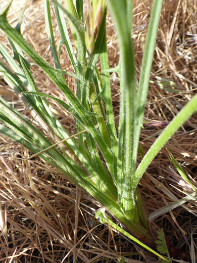 Basal leaves