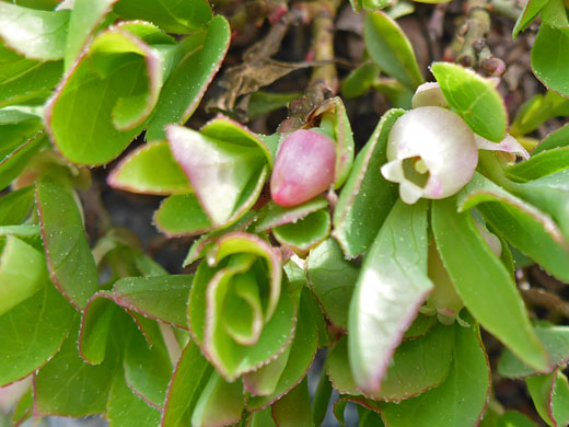 Bog Bilberry; Vaccinium uliginosum (bog bilberry), Bishops Pass Trail, Sierra Nevada, California