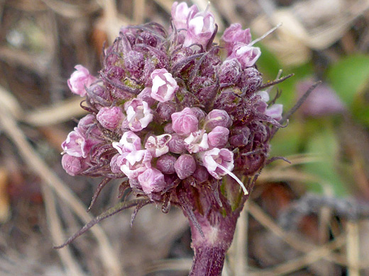 Sharpleaf Valerian; Sharpleaf valerian (valeriana acutiloba), Columbine Lake Trail, San Juan Mountains, Colorado