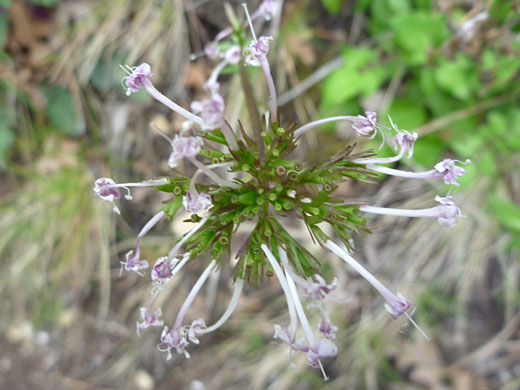 Arizona Valerian