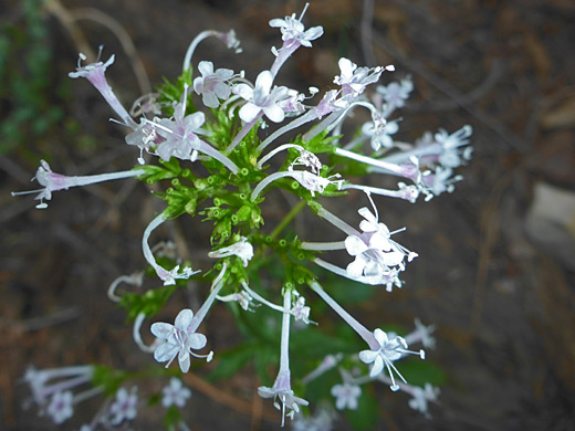 Arizona Valerian; Valeriana arizonica (Arizona valerian), Sedona, Arizona