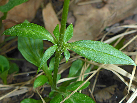 Opposite leaves