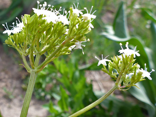 Flower clusters