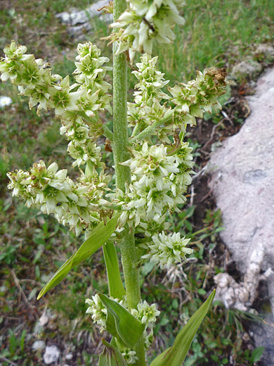 Colorado False Hellebore; Veratrum tenuipetalum along the Sneffels Highline Trail, San Juan Mountains, Colorado