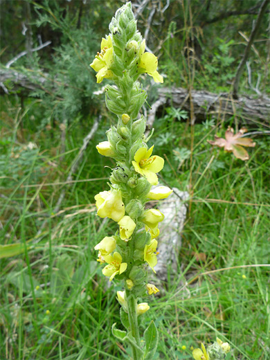 Common Mullein; Flower spike of the common mullein (verbascum thapsus), Uinta Mountains
