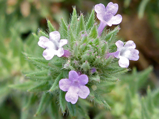 Bigbract Verbena; Small pink flowers and hairy green bracts - verbena bracteata at Cross Mountain Canyon, Yampa River, Colorado