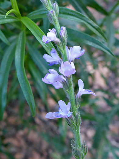 Mint Vervain; Verbena menthifolia along the Arch Canyon Trail in Organ Pipe Cactus National Monument, Arizona